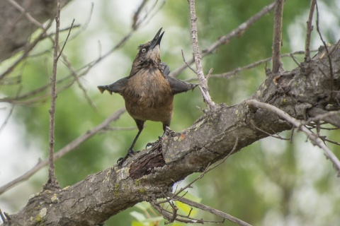 A female grackle can't help by be impressed by his...great tail.