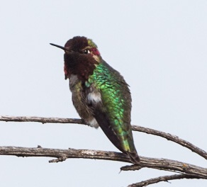 Hummingbird Watching Goes High Tech