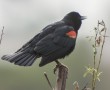 RedwingBlackbird_cropped