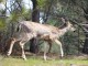 Deer1