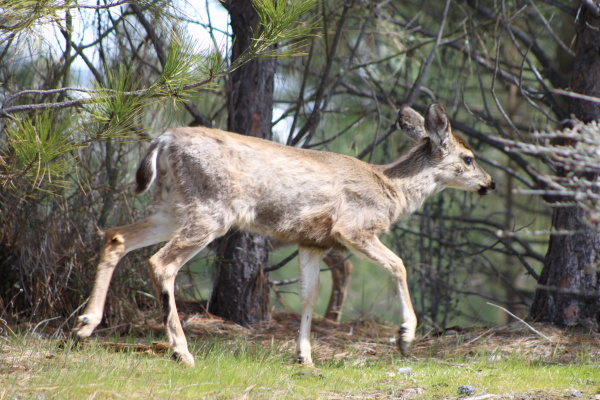 Scratchy, Lousy Deer