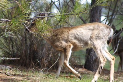 What happened to your coat, deer?