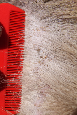 Lice on deer.