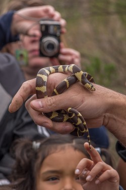 The King of snakes