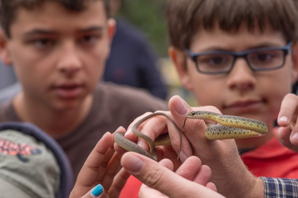 Reptile Hunting in Malibu Creek