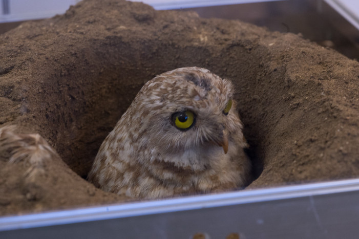 Local Wild Things: Natural History Museum’s Nature Lab & Garden