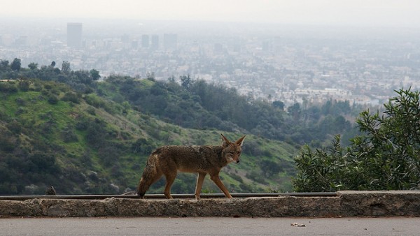 Coyote-Los-Angeles-600x338[1]