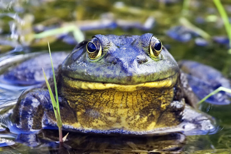 Non-native bullfrogs are a problem in Los Angeles basin.