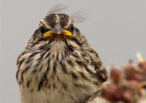 Home on the Pickleweed: The Belding’s Savannah Sparrow