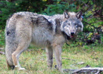 Delist Gray Wolves?