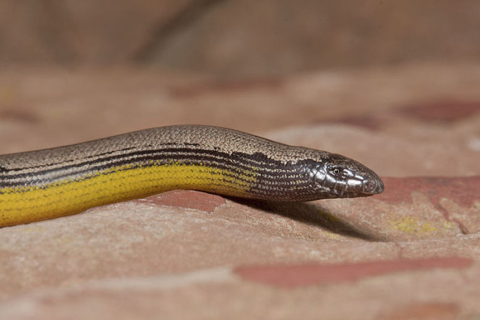 LAX Home to New Legless Lizard Discovery