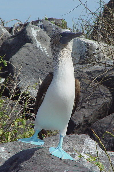 Blue footed booby...photo via Flickr and NOT taken in Southern California