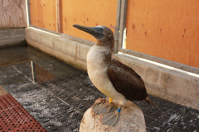 Blue footed booby at the IBR in San Pedro wonders...Photo by the IBR.