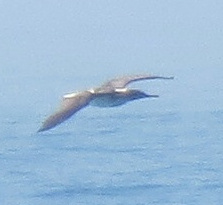 Blue-Footed Booby Spied in SoCal Waters