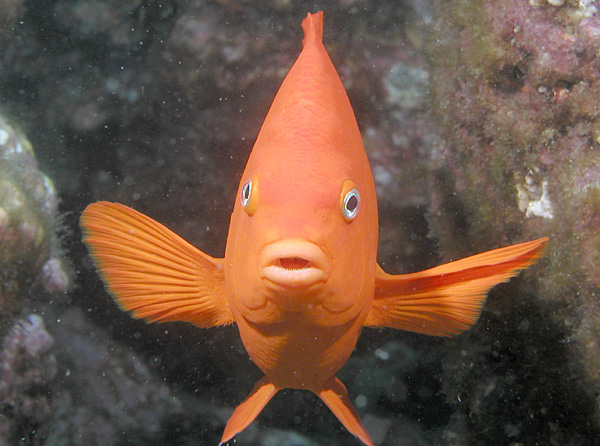 Record Number of Baby Garibaldis Raised at CMA