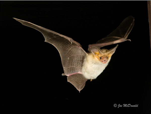 Bats in the Spotlight