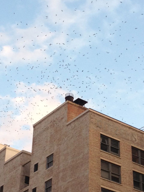 The Birds are Back in Town