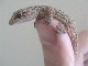 Med_House_Gecko