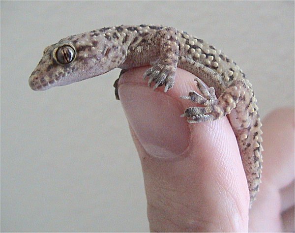 Got Geckos?