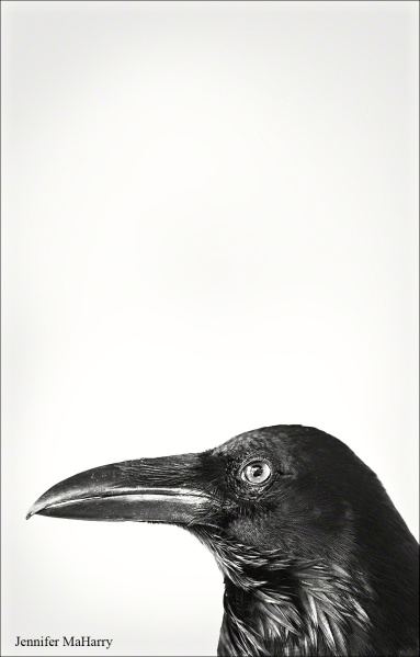 Raven - Photograph by Jennifer MaHarry