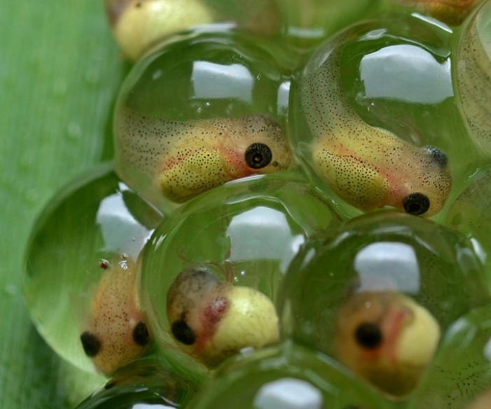 A Vision of Griffith Park — Take That, Tadpoles