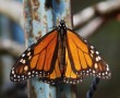 Monarch