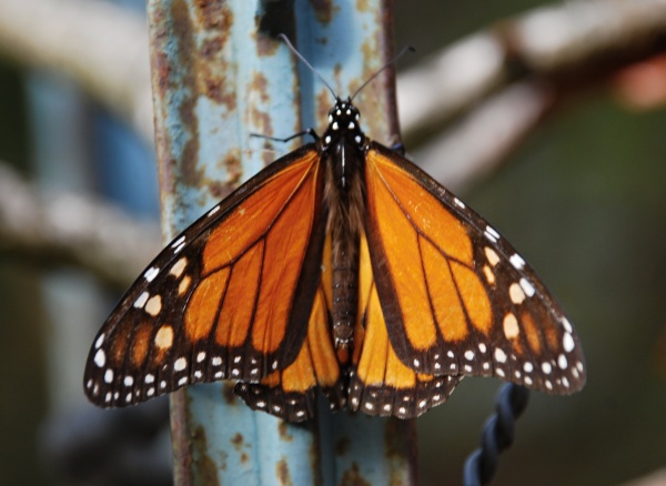 Counting Monarchs in the Rain