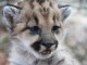 MountainLionKitten_2013