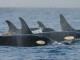Orca_pod_southern_residents