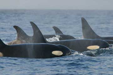 Megapod of Canadian Orcas Visit SoCal