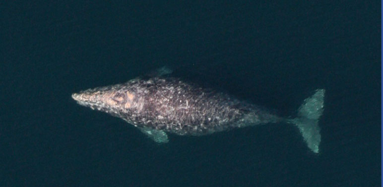 A very pregnant gray whale. Photo by NOAA.