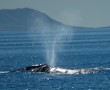 The gray whale's heartshaped breath. Photo by Martha Benedict