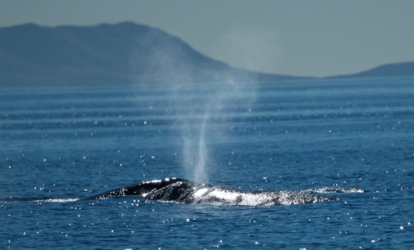 The Urban Whale Highway