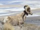 BigHornSheep