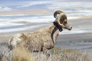 Get on the Lookout for Bighorns, SoCal