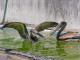 Swimmers