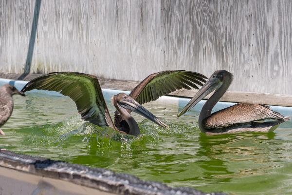 Team Brown Pelican Aims to Keep Iconic Bird Flapping in SoCal