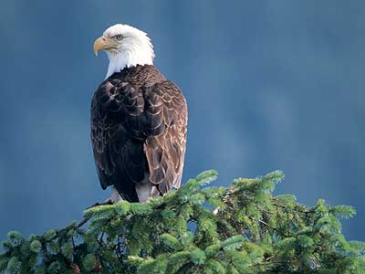 Use Your Eagle Eyes for Bald Eagles
