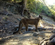 mtn wilson female lion
