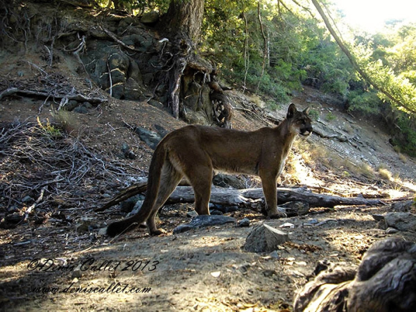 mtn wilson female lion