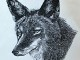 coyote poster