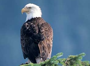 Bald eagle in Big Bear Valley