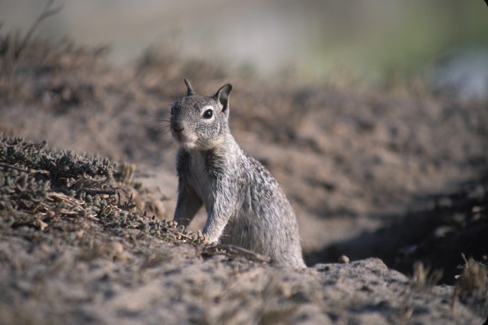 Food and Fear: How Animals Eat Without Being Eaten