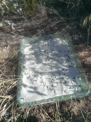 Feeding tray with seed/sand mix set out in an open microhabitat (little vegetation)