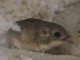 San Diego Zoo Global Begins Second Captive Breeding Season for Endangered Pacific Pocket MouseLitter of 4 Born April 1, Next Litter Expected This Weekend
