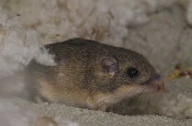 Pick a Pocket, Mouse