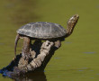 Rare sight: A Western pond turtle PHOTO: Yathin S Krishnappa