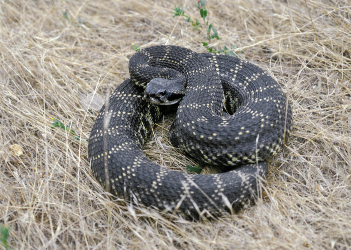 It’s Rattlesnake Season; The Truth is Out There