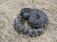 Southern Pacific rattlesnake; Photo: Ian Recchio