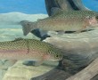 Steelhead on display at the Aquarium of the Pacific. PHOTO: Brenda Rees
